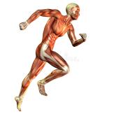 muscle-man-running-study-14308930